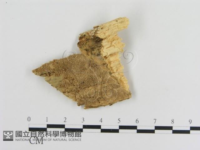 登錄號:F0001564藏品圖，第1張