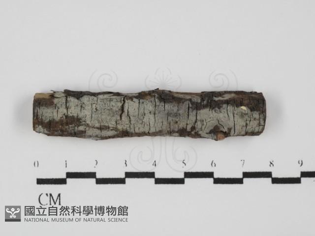 登錄號:F0031564藏品圖，第1張