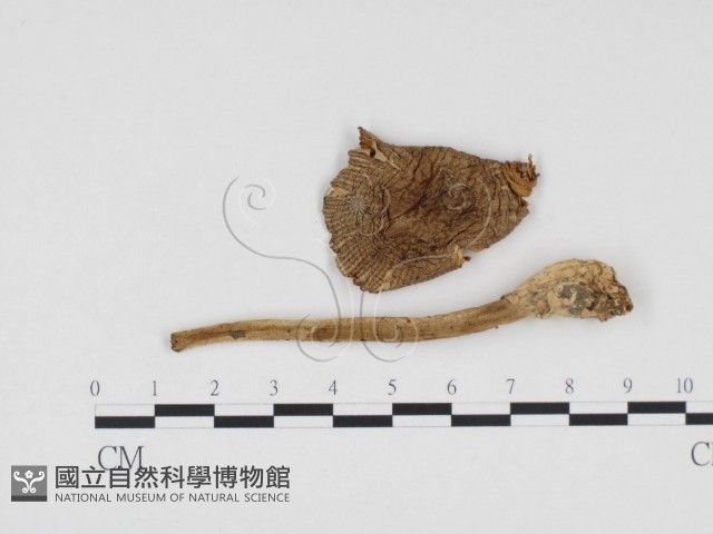 登錄號:F0024564藏品圖，第1張