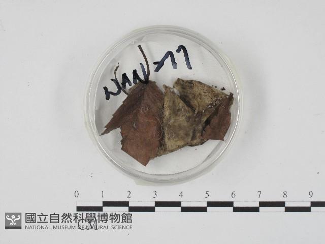 登錄號:F0004564藏品圖，第1張