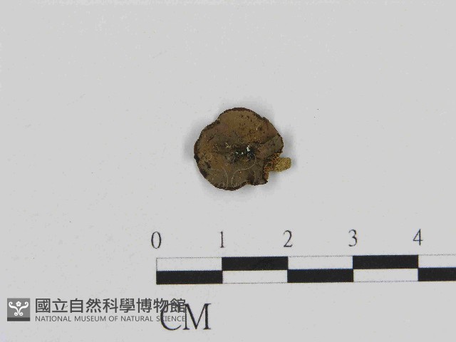 登錄號:F0014564藏品圖，第1張