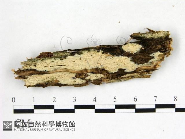 絲皮菌屬藏品圖，第1張