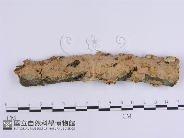 韌革菌屬藏品圖，第1張