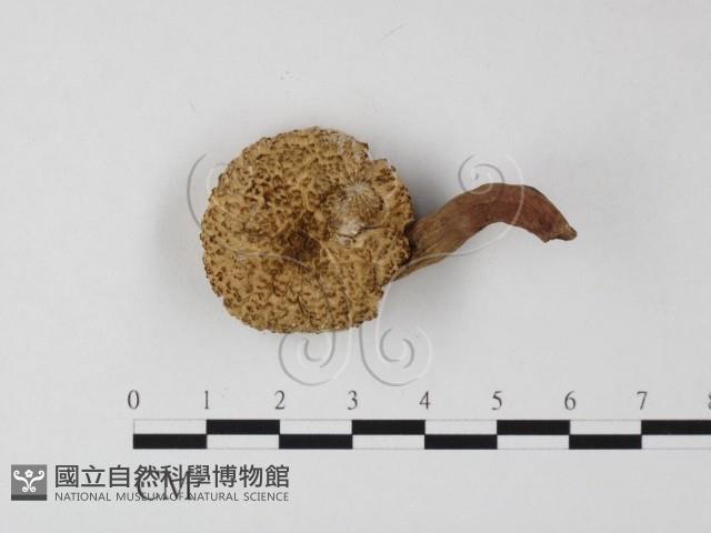 登錄號:F0012564藏品圖，第1張
