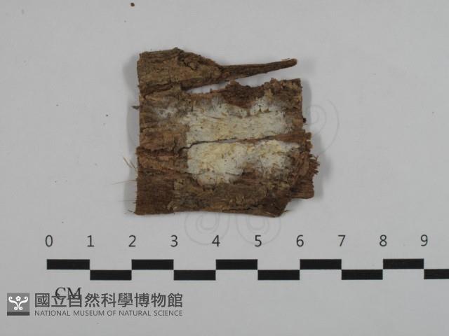 登錄號:F0032564藏品圖，第1張