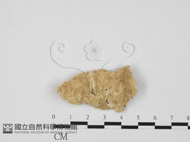 顯絲菌屬藏品圖，第1張