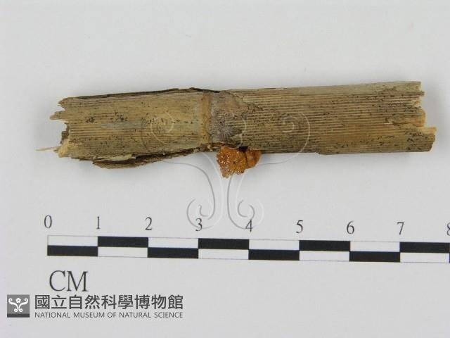 登錄號:F0007564藏品圖，第1張