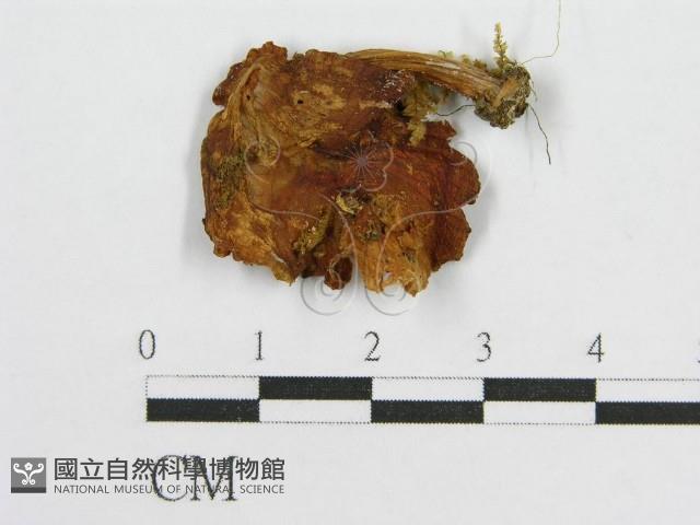 登錄號:F0005564藏品圖，第1張