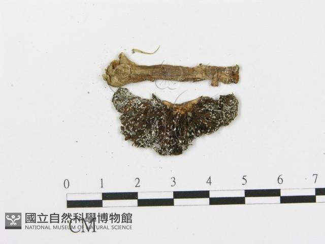 登錄號:F0015564藏品圖，第1張