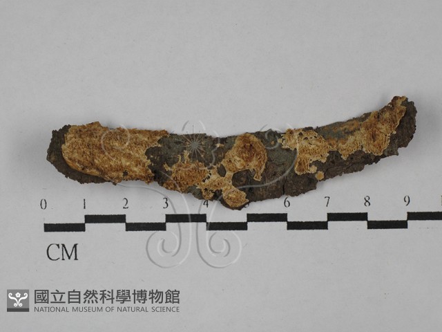 登錄號:F0029564藏品圖，第1張