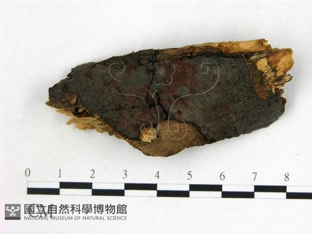 登錄號:F0019564藏品圖，第1張