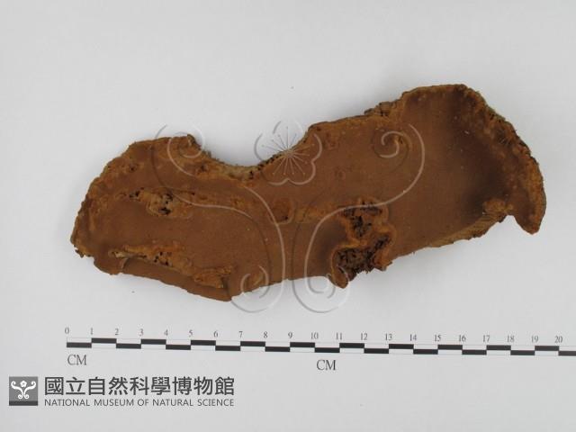 木層孔菌屬藏品圖，第1張