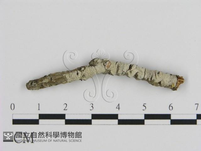 絲皮菌屬藏品圖，第1張