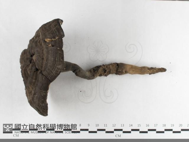 登錄號:F0033564藏品圖，第1張