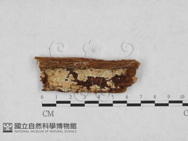 絲皮菌屬藏品圖，第1張