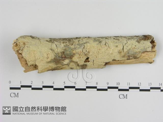 絲皮菌屬藏品圖，第1張