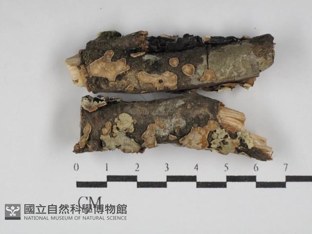 登錄號:F0030164藏品圖，第1張