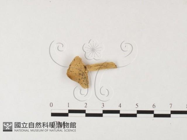 登錄號:F0026164藏品圖，第1張
