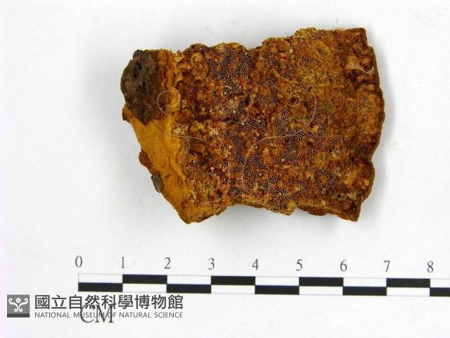 登錄號:F0006164藏品圖，第1張