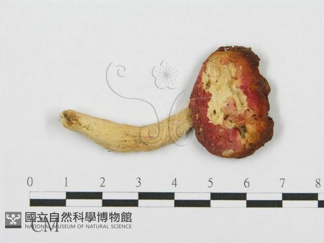 紅菇屬藏品圖，第1張