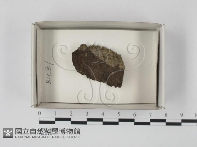 登錄號:F0021164藏品圖，第1張