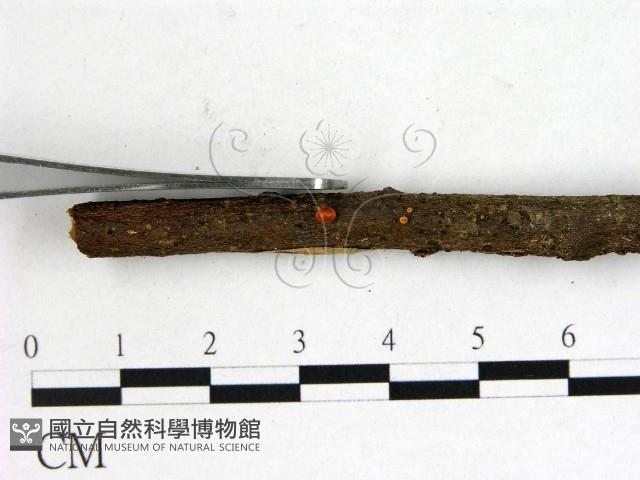 登錄號:F0001164藏品圖，第1張