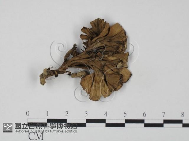 棕色革菌藏品圖，第1張