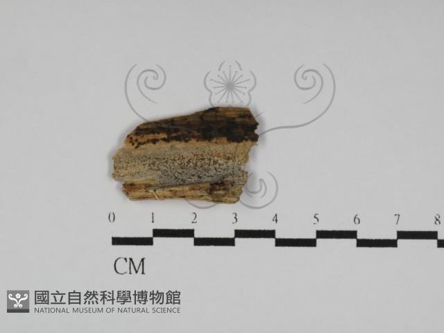 樹脂殼菌屬藏品圖，第1張