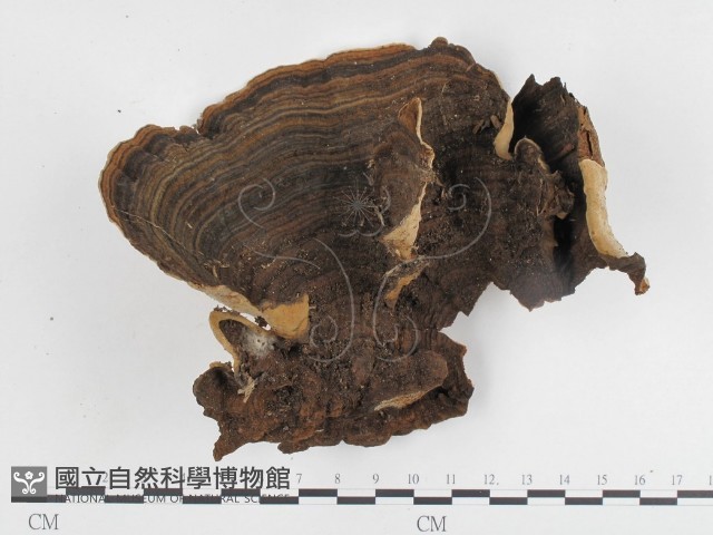 登錄號:F0024164藏品圖，第1張