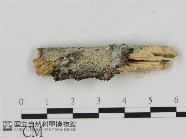 登錄號:F0004164藏品圖，第1張