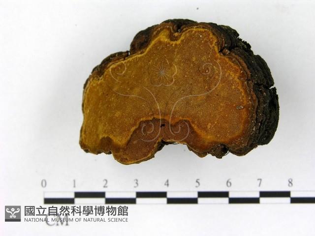 登錄號:F0014164藏品圖，第1張