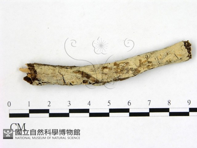 登錄號:F0022164藏品圖，第1張