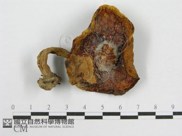 登錄號:F0002164藏品圖，第1張
