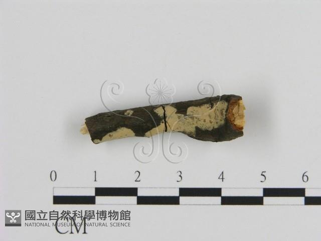 絲皮菌屬藏品圖，第1張