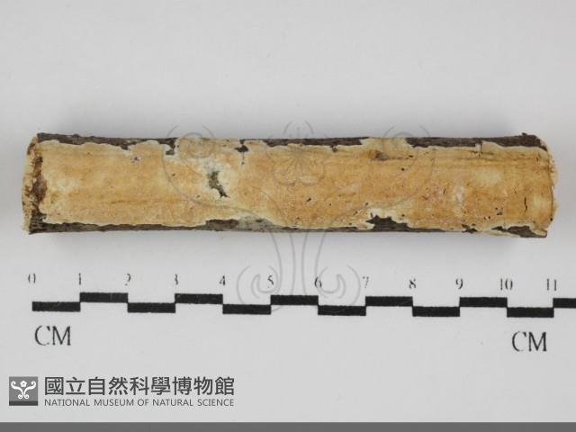登錄號:F0032164藏品圖，第1張