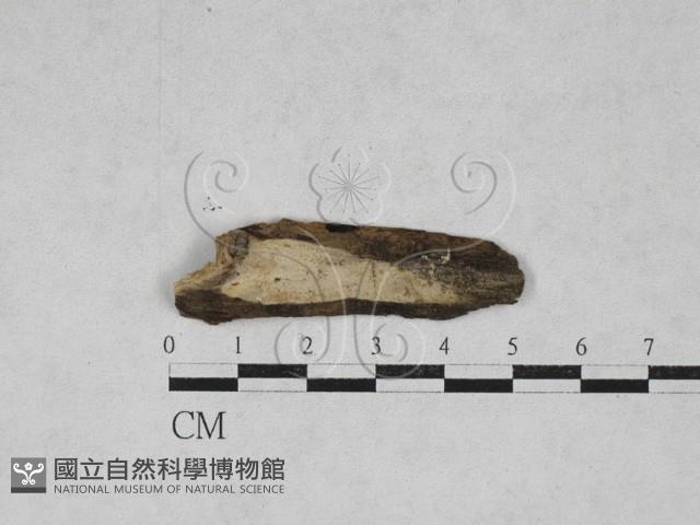 登錄號:F0027164藏品圖，第1張