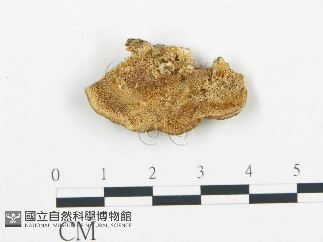 登錄號:F0007164藏品圖，第1張