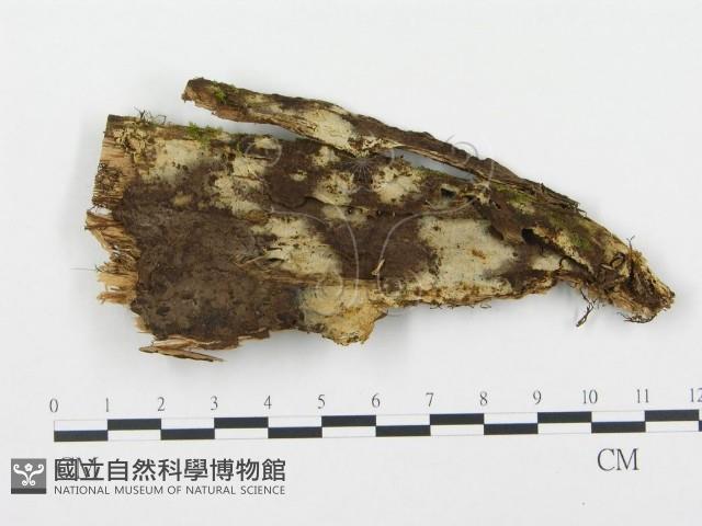 登錄號:F0017164藏品圖，第1張