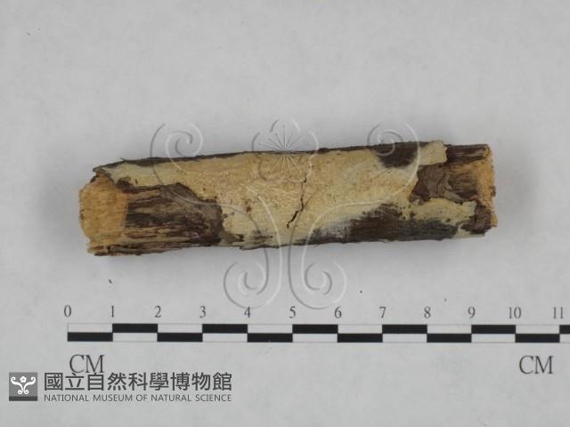 登錄號:F0025164藏品圖，第1張