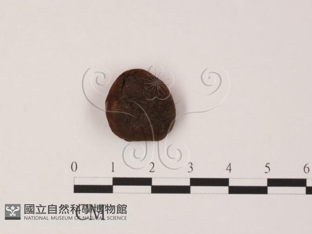 登錄號:F0005164藏品圖，第1張