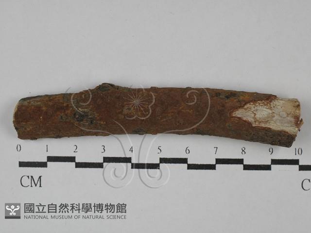刺革菌屬藏品圖，第1張