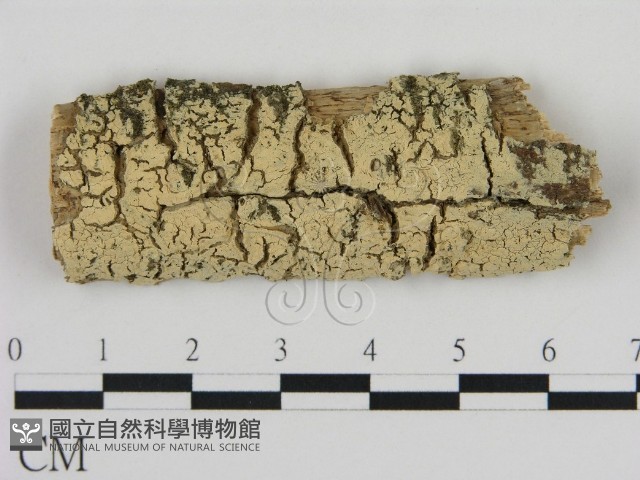 登錄號:F0009164藏品圖，第1張
