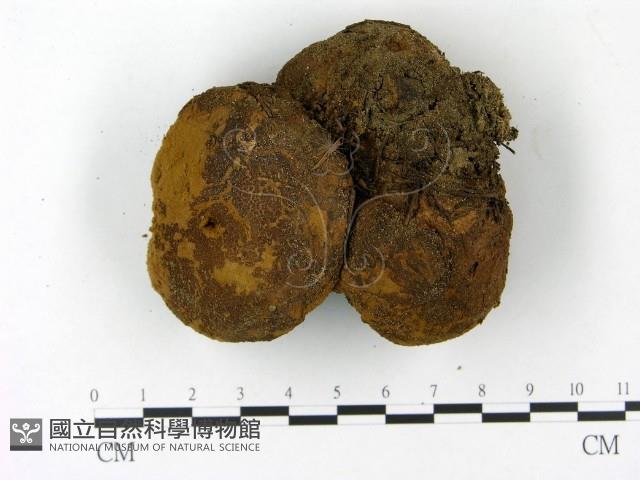 頭狀禿馬勃藏品圖，第1張