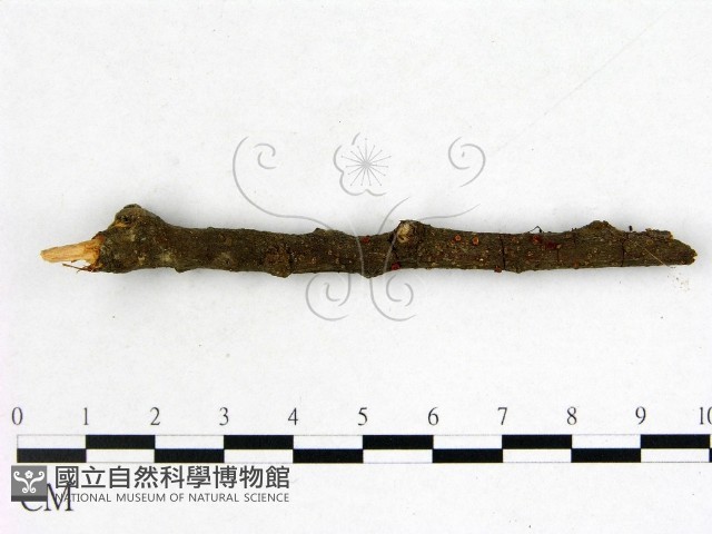 登錄號:F0003164藏品圖，第1張