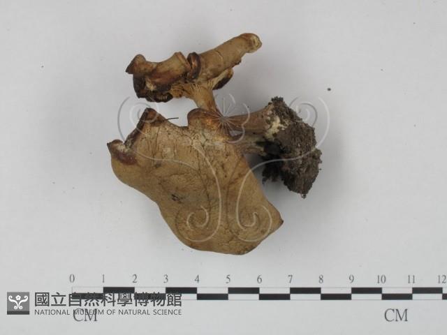 登錄號:F0013164藏品圖，第1張