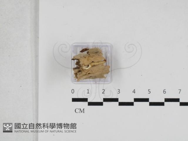 登錄號:F0033164藏品圖，第1張
