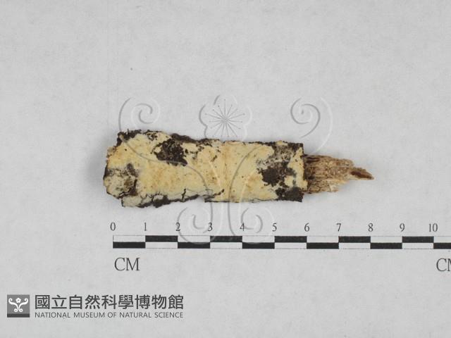 絲齒菌屬藏品圖，第1張