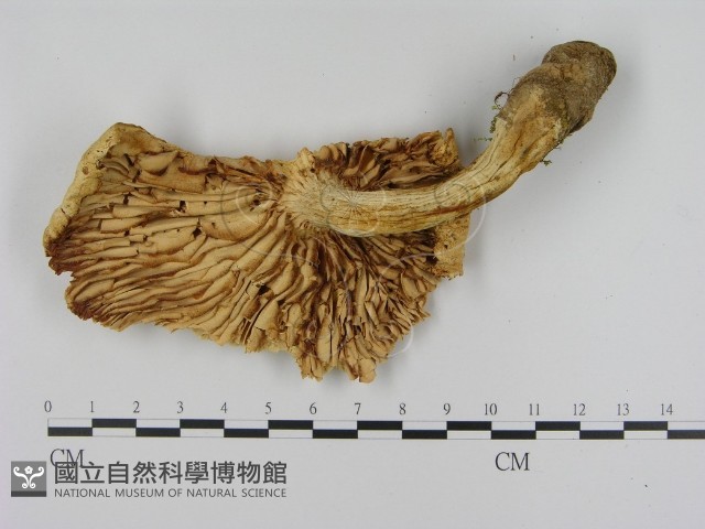 登錄號:F0008064藏品圖，第1張