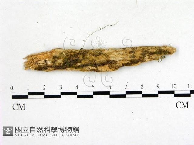 登錄號:F0020064藏品圖，第1張
