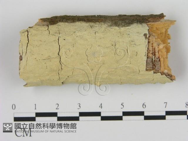 登錄號:F0000064藏品圖，第1張